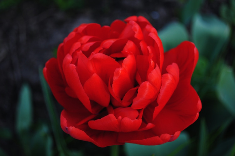 Тюльпан "Викинг" махровый